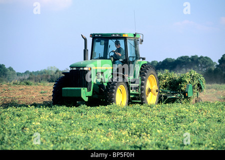 Funzionamento agricoltore trattore John Deere invertente raccolto arachidi Foto Stock