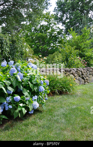 Stonewall e ortensie in New England, Connecticut, Stati Uniti d'America Foto Stock