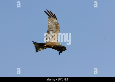 Nibbio bruno (Milvus migrans) in volo Foto Stock