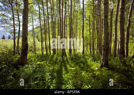 Aspen retroilluminato alberi e foresta groundcover, Maroon Bells Snowmass area selvaggia, White River National Forest, Colorado, STATI UNITI D'AMERICA Foto Stock