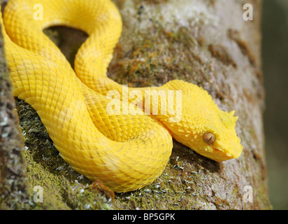 Tintura ciglia viper, Bothriechis schlegelii, Parco Nazionale Arenal, Costa Rica Foto Stock