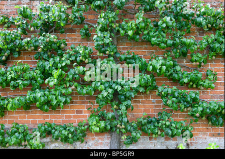 Espaliered pear tree sul muro di mattoni Foto Stock