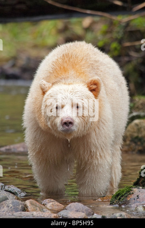 La British Columbia, Canada. Spirito (Kermode) recare in piedi nel fiume nella foresta pluviale temperata Foto Stock