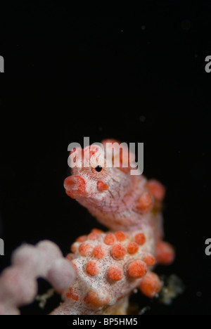 Cavalluccio marino pigmeo, Hippocampus bargibanti, su gorgonia sulla Coral reef intorno Seaventures sito di immersione, Mabul, Cellebes mare, Malaysia. Foto Stock