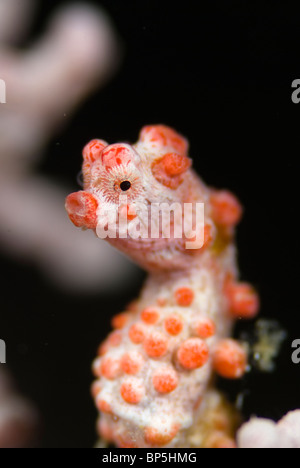 Cavalluccio marino pigmeo, Hippocampus bargibanti, su gorgonia sulla Coral reef intorno Seaventures sito di immersione, Mabul, Cellebes mare, Malaysia. Foto Stock