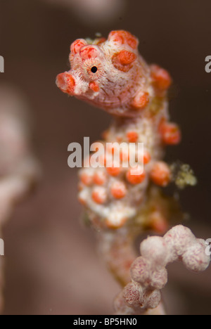 Cavalluccio marino pigmeo, Hippocampus bargibanti, su gorgonia sulla Coral reef intorno Seaventures sito di immersione, Mabul, Cellebes mare, Malaysia. Foto Stock