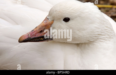 Oca domestico vicino fino in Canada Foto Stock