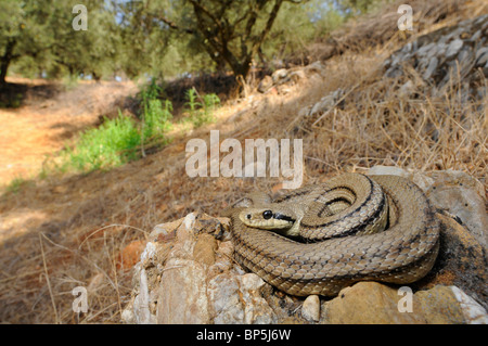 Quattro-rigato snake, giallo biacco (Elaphe quatuorlineata), singoli in un oliveto, Grecia, Peloponnes, Messinien Foto Stock
