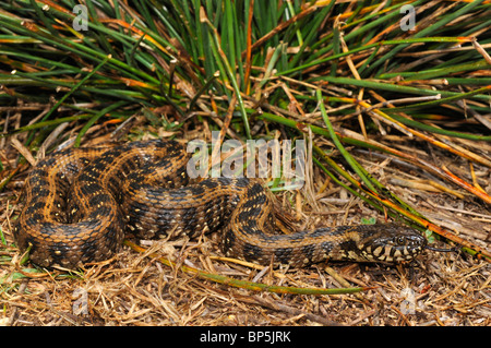 Viperine snake, viperine biscia dal collare (natrix maura), striscianti e sfogliare, Spagna, Andalusia, Nationalpark Donana. Foto Stock