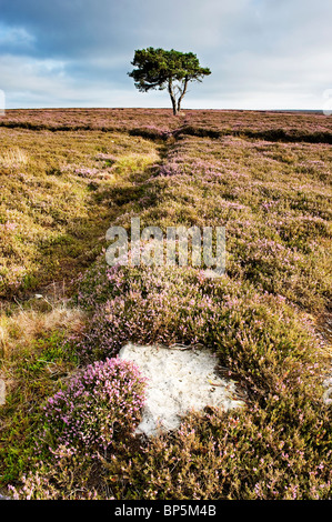 Un lone tree in heather su Egton alta Moor Foto Stock