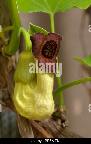 Aristolochia cinese, Guan Mu Tong (Aristolochia manshuriensis), fiore. Foto Stock