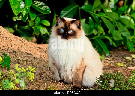 Gatti Ragdolls felis catus Foto Stock