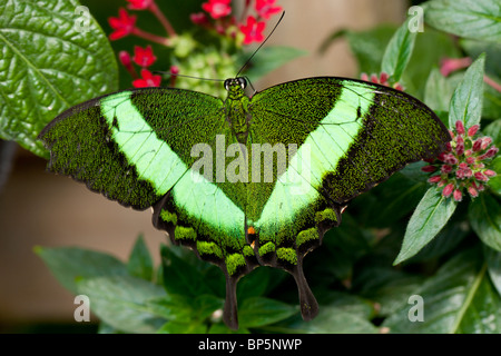 Lo Smeraldo a coda di rondine (farfalla Papilio palinurus) Foto Stock