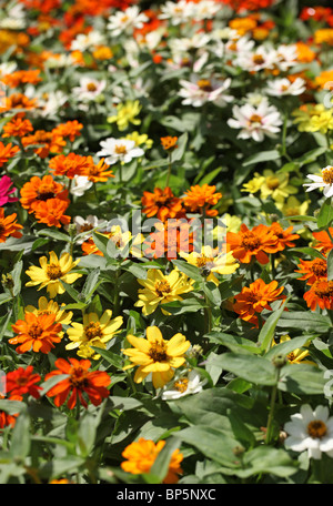 Una collezione di miste di fiori colorati in fiore Foto Stock