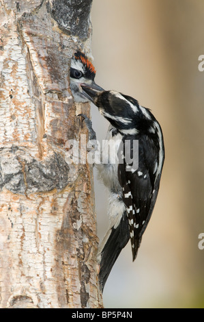 Picchio pelose femmina di alimentazione dei giovani nella cavità della struttura Picoides villosus British Columbia Canada Fine giugno Foto Stock