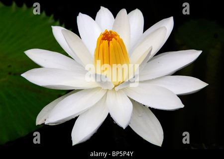 Indonesia, Java, nei pressi di Borobodur, fiore di loto, Foto Stock