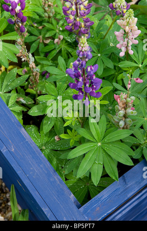 Viola di lupini dolci crescono in blue garden telaio Foto Stock