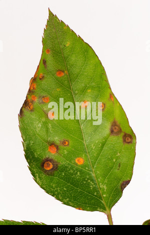 Rose (ruggine Phragmidium tuberculatum) pustole sulle foglie di rose superficie superiore Foto Stock