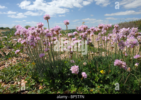 Fiori di colore rosa di parsimonia piante (Armeria maritima) cresce in ciottoli su Chesil Beach, Dorset Foto Stock