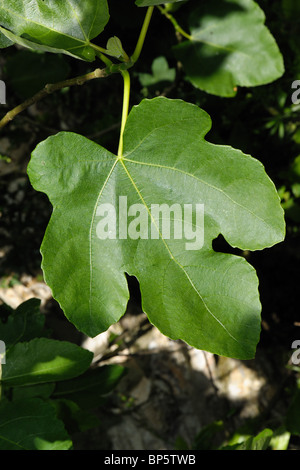 Symbolic shape of a fig leaf on the tree Foto Stock