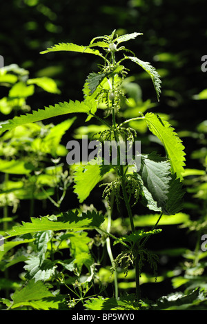 Ortica (Urtica dioica) pianta flowering sul bordo del bosco Foto Stock