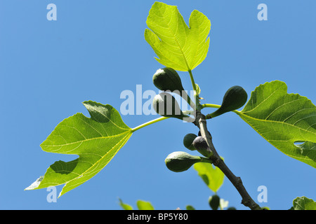 Immaturo fig varietà di frutto marrone Turchia su un albero giardino contro il cielo blu Foto Stock