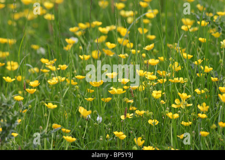 Renoncules in una selvaggia ai fiori di fieno prato in Teesdale Contea di Durham Foto Stock