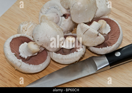 Campo organico o funghi prataioli (Agaricus campestris) pronto per l'uso in cucina Foto Stock