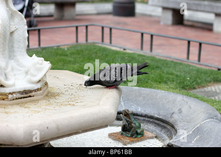 Una colomba di acqua potabile Foto Stock