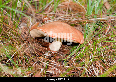 Fungo: SUILLUS GREVILLEI sinonimi: BOLETUS ELEGANS - BOLETUS PULCHELLUS volgarare: BOLETO ELEGANTE Foto Stock