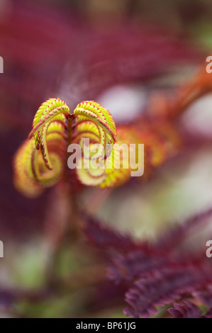 Albizia julibrissin 'Summer cioccolato" tree. Viola-foglia di Mimosa foglie. Regno Unito Foto Stock