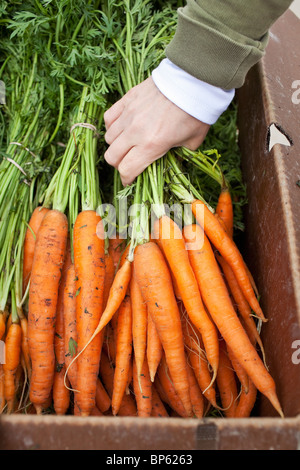 Donna che raggiunge per il mazzo fresco di carote organicamente cresciute ad un mercato locale di produzione. Foto Stock