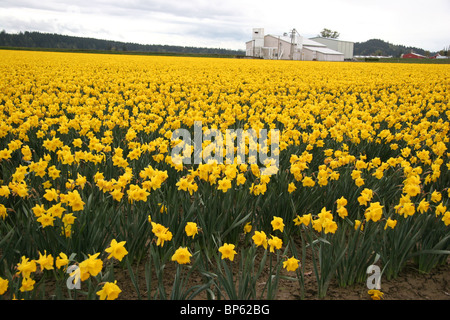 Un immenso campo di profonda, giallo narcisi in fiore alla fine di marzo con moderni,grigio chiaro edifici agricoli nel lontano sullo sfondo. Foto Stock