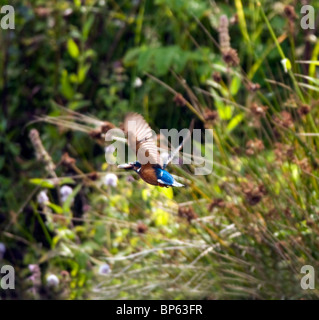 Kingfisher in volo con un pesce Foto Stock