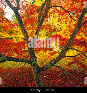 Meravigliosi colori autunnali a Westonbirt Arboretum vicino a Tetbury in Cotswolds Foto Stock