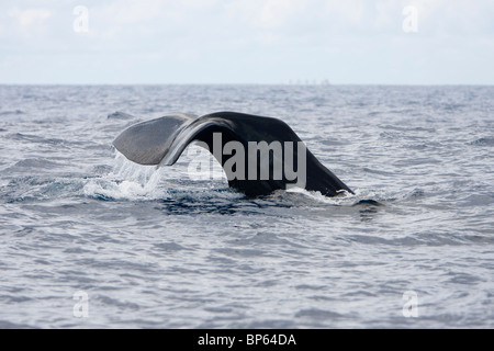 Capodoglio, Cachalote, Pottwal, Physeter macrocephalus, Sri Lanka South Coast diving e fluking Foto Stock