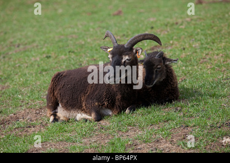 Pecore Soay pecora e agnello Cotswold Farm Park Tempio Guiting REGNO UNITO Foto Stock