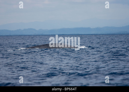 Balena Blu, pigmeo di balena blu, Balaenoptera musculus brevicauda, Blauwal, Sri Lanka, Dondra testa, schiena con pinna dorsale Foto Stock