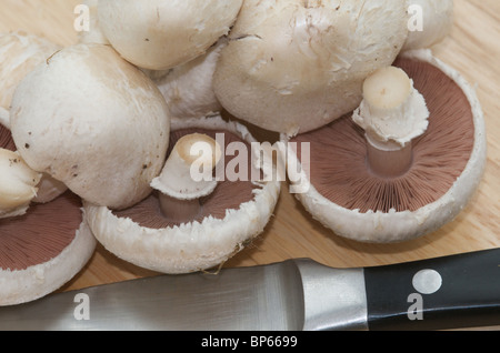 Campo organico o funghi prataioli (Agaricus campestris) pronto per l'uso in cucina Foto Stock