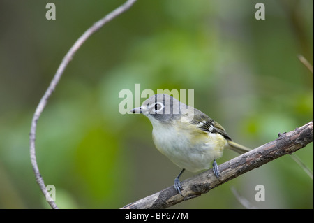 A testa azzurra Vireo appollaiato su un ramo Foto Stock