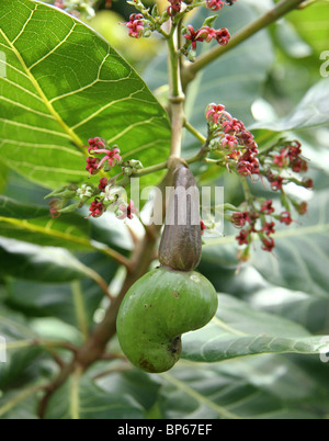 Close-up di un singolo, penzolanti, giovani anacardi frutta con boccioli rosa & rich,foglie verdi, in tropicale Belize ( anacardi) ad albero Foto Stock