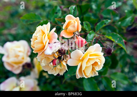 Hybrid rosebush tè ricoperti di blumi in crescita in un giardino in Edmonds Washington Foto Stock