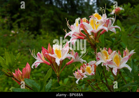 Wild fiori di azalea in fiore in primavera all'Azalea Riserva Naturale Statale, vicino McKinleyville, California Foto Stock