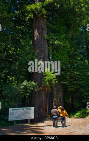 La struttura ad albero immortale, albero di sequoia attrazione turistica lungo il viale dei giganti, Humboldt County, California Foto Stock
