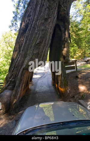 Car guida attraverso il Santuario Drive Thru albero di sequoia attrazione turistica sul viale dei giganti, Humboldt County, California Foto Stock