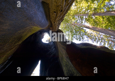 Guardando verso l'alto dall'interno Santuario Drive Thru albero di sequoia attrazione turistica, Avenue dei giganti, Humboldt County, California Foto Stock