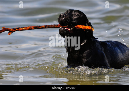 Il Labrador nero cane recupero stick dal lago Foto Stock