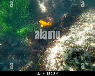 La California di fanerogame e un arancio pesce Garibaldi a La Jolla Reef. Foto Stock