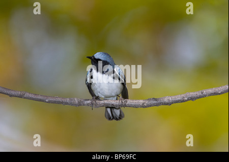 Maschio adulto nero-throated trillo blu in allevamento piumaggio appollaiato su un ramo Foto Stock