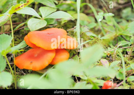 Fungo lungo il gufo grigio trail, Prince Albert Parco Nazionale. Foto Stock